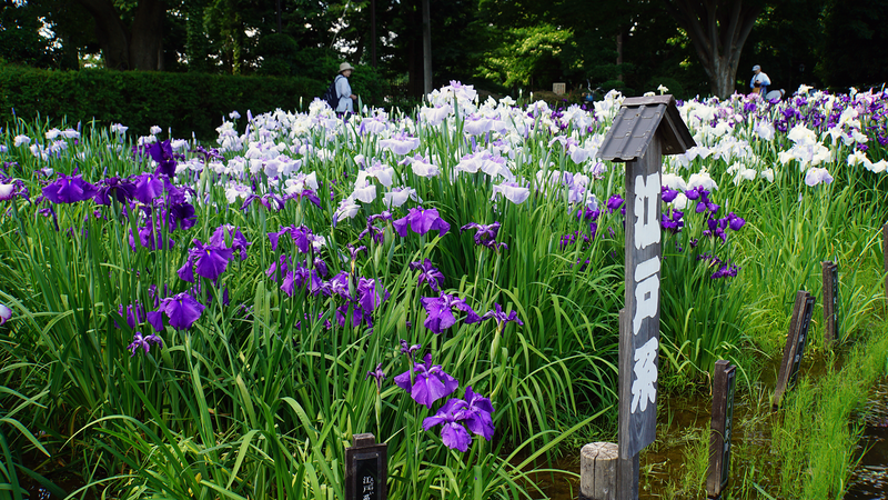 相模原公園 水無月園（相模原市南区下溝）