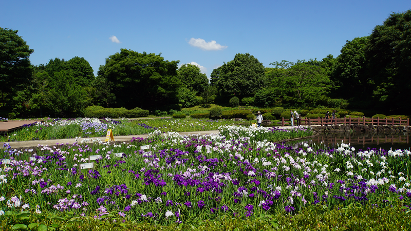相模原公園 水無月園（相模原市南区下溝）