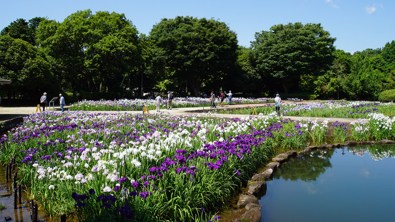 相模原公園 水無月園（相模原市南区下溝）