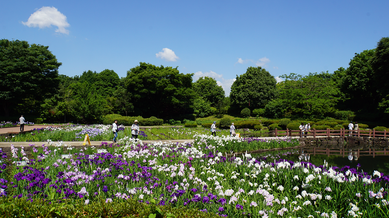 相模原公園 水無月園（相模原市南区下溝）