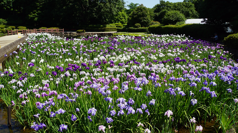 相模原公園 水無月園（相模原市南区下溝）