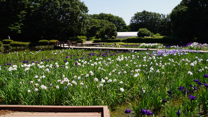 相模原公園 水無月園（相模原市南区下溝）
