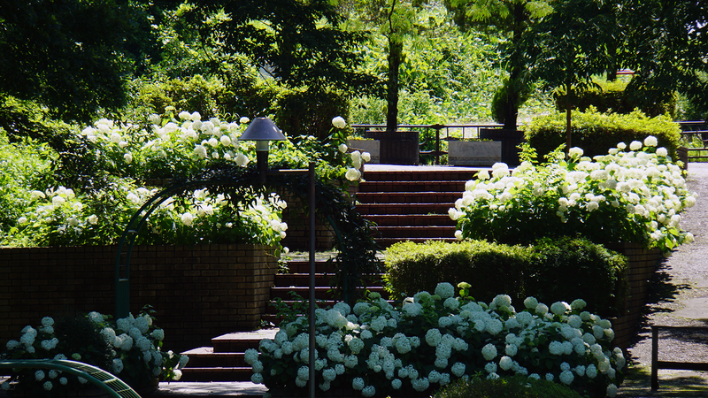 相模原麻溝公園のアジサイ