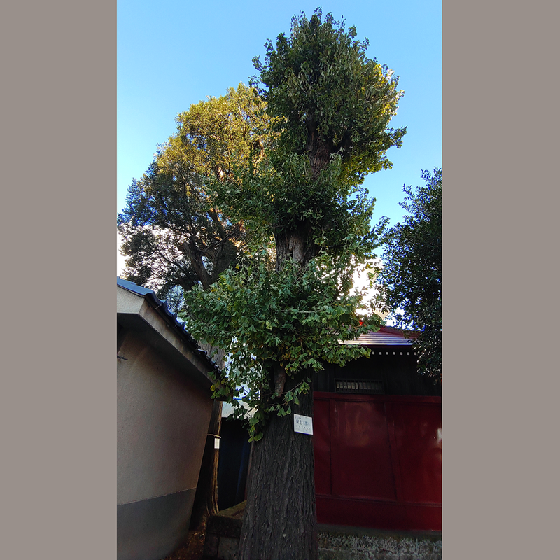 谷口山野稲荷神社〈蚕守稲荷大明神〉（相模原市南区相模大野）