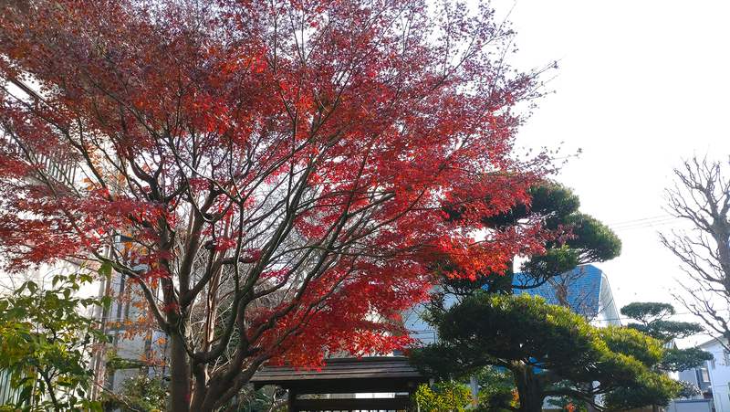 泉龍寺（相模原市南区上鶴間本町）