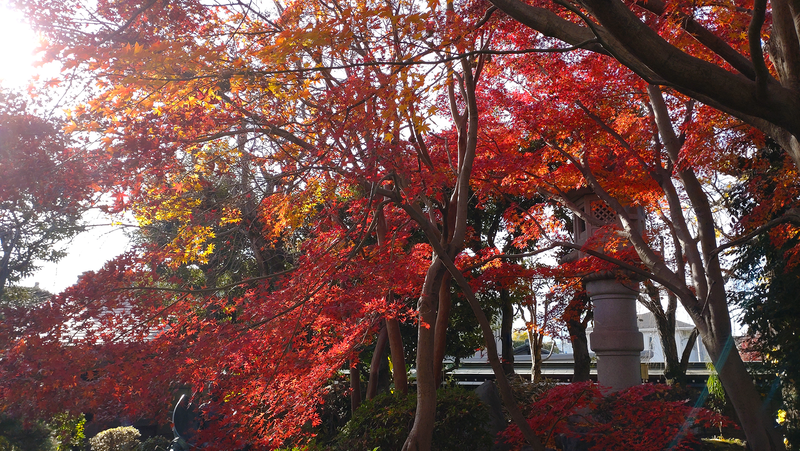 泉龍寺（相模原市南区上鶴間本町）