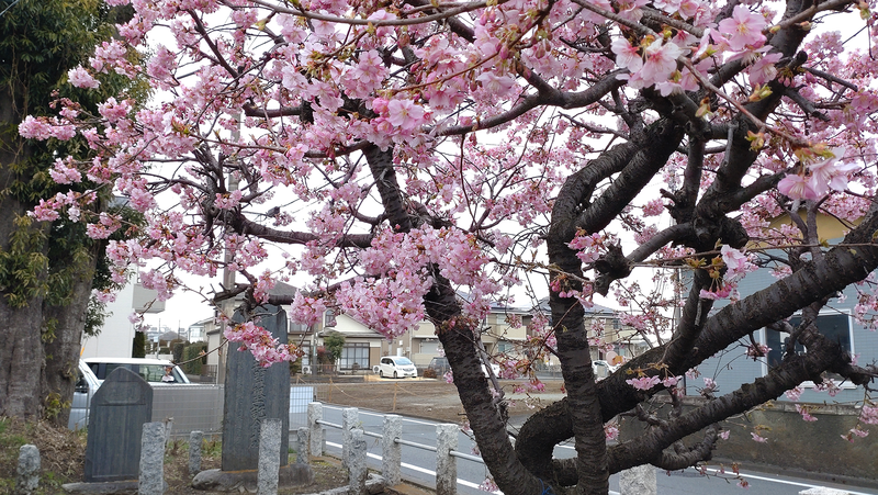 山王神社（相模原市南区上鶴間本町）