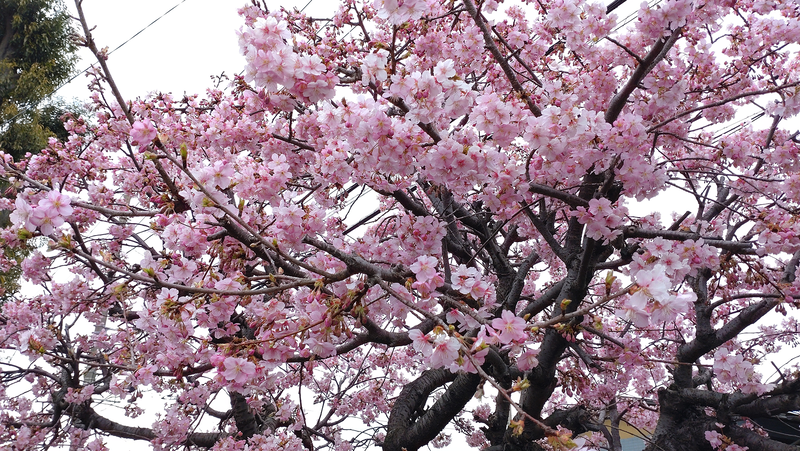 山王神社（相模原市南区上鶴間本町）