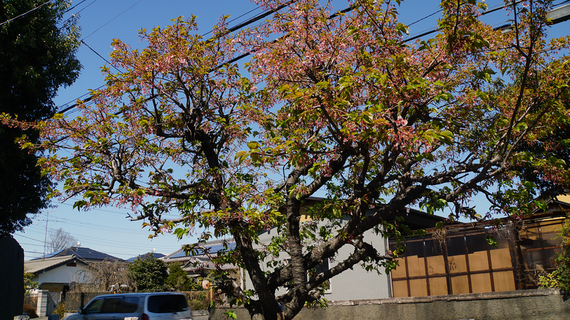 山王神社（相模原市南区上鶴間本町）