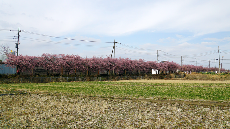 河津桜・あじさいライン（相模原市南区新戸）