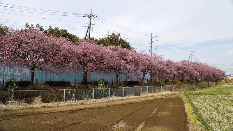 河津桜・あじさいライン（相模原市南区新戸）