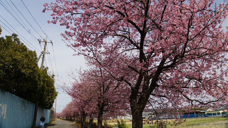 河津桜・あじさいライン（相模原市南区新戸）