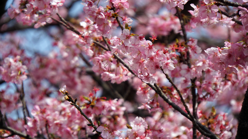 河津桜・あじさいライン（相模原市南区新戸）