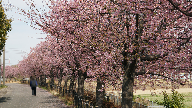 河津桜・あじさいライン（相模原市南区新戸）