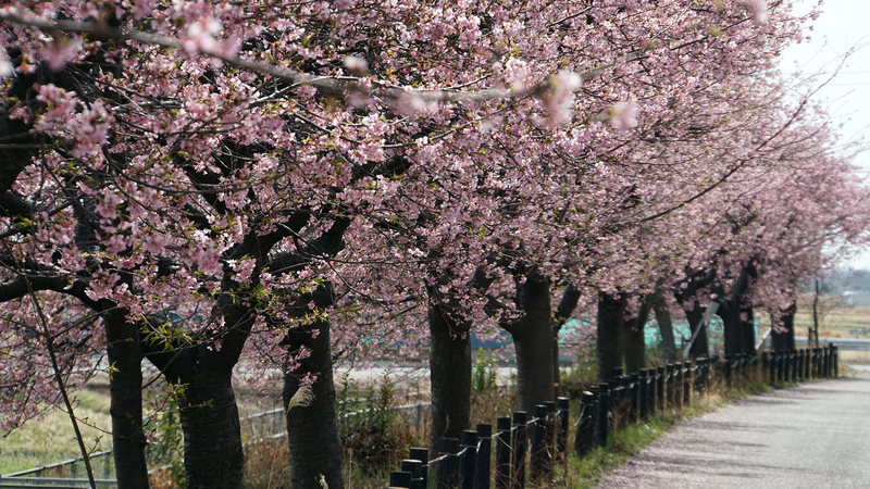 河津桜・あじさいライン（相模原市南区新戸）