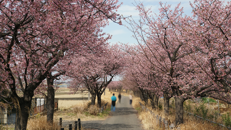 河津桜・あじさいライン（相模原市南区新戸）