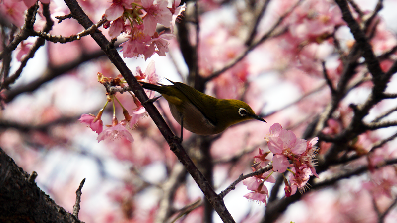 河津桜・あじさいライン（相模原市南区新戸）