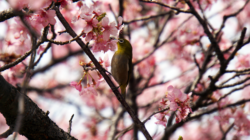 河津桜・あじさいライン（相模原市南区新戸）