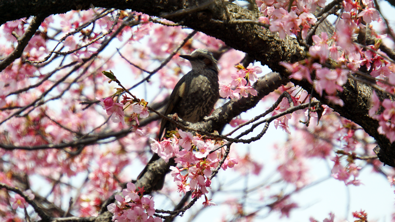 河津桜・あじさいライン（相模原市南区新戸）