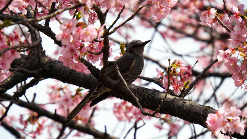 河津桜・あじさいライン（相模原市南区新戸）