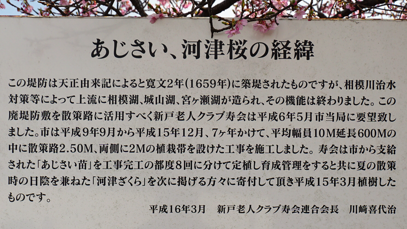 河津桜・あじさいライン（相模原市南区新戸）