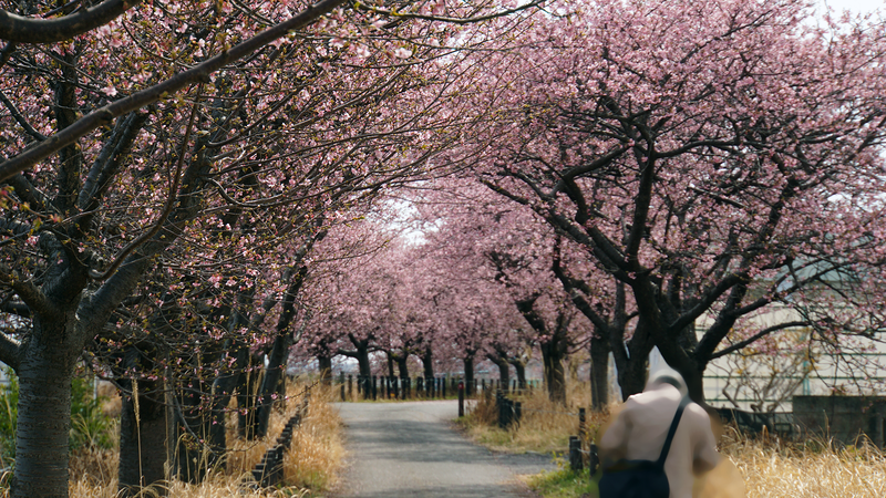 河津桜・あじさいライン（相模原市南区新戸）