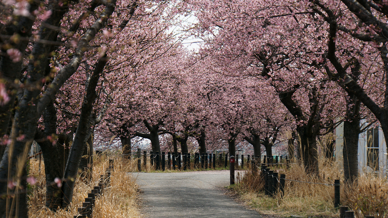 河津桜・あじさいライン（相模原市南区新戸）