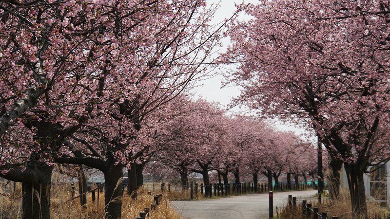 河津桜・あじさいライン（相模原市南区新戸）