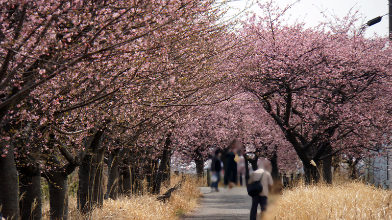 河津桜・あじさいライン（相模原市南区新戸）