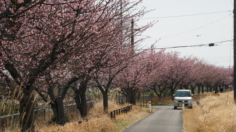 河津桜・あじさいライン（相模原市南区新戸）