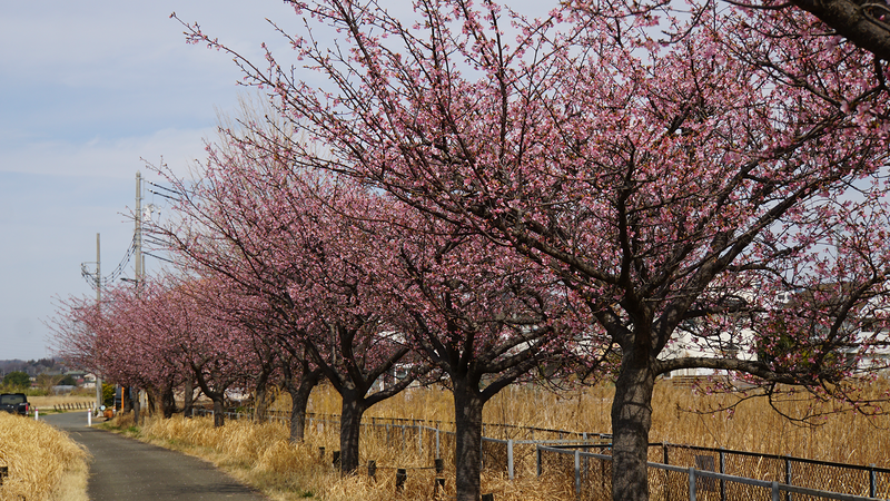 河津桜・あじさいライン（相模原市南区新戸）