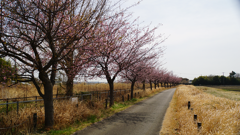 河津桜・あじさいライン（相模原市南区新戸）
