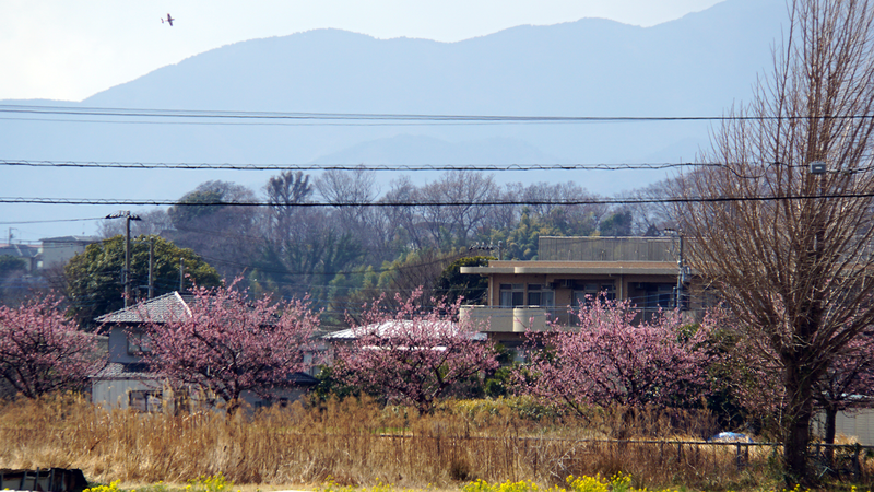 河津桜・あじさいライン（相模原市南区新戸）