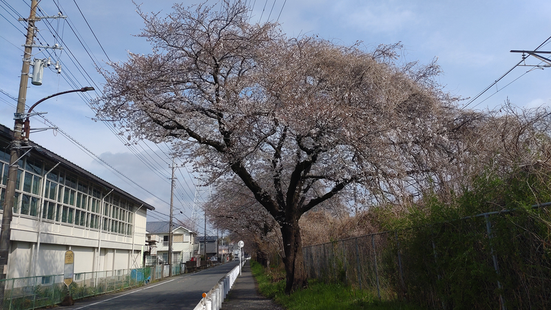相模線 新磯桜並木（相模原市南区磯部・新戸）