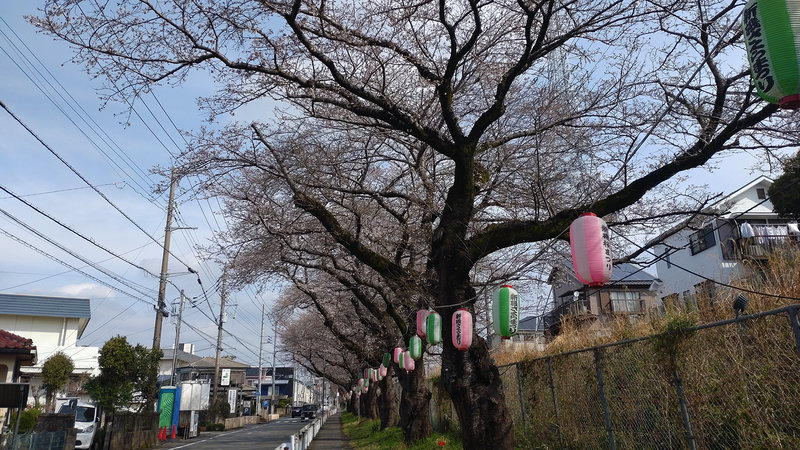 相模線 新磯桜並木（相模原市南区磯部・新戸）