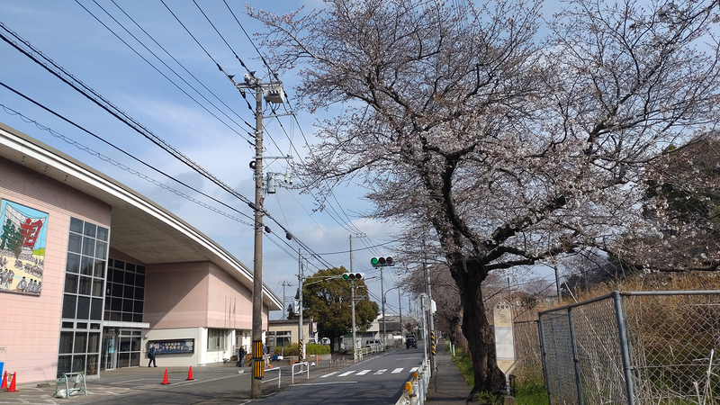 相模線 新磯桜並木（相模原市南区磯部・新戸）