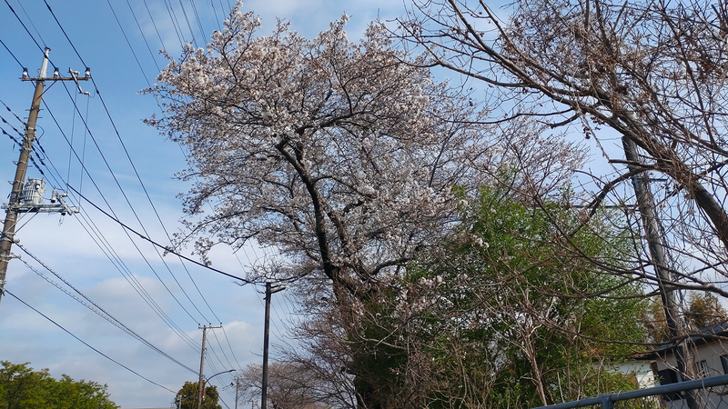 相模線 新磯桜並木（相模原市南区磯部・新戸）