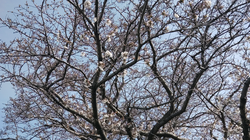相模線 新磯桜並木（相模原市南区磯部・新戸）