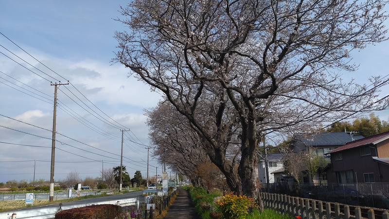 相模線 新磯桜並木（相模原市南区磯部・新戸）