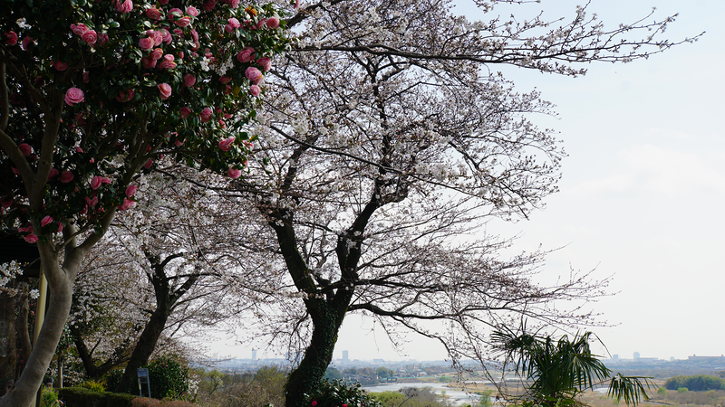 八景の棚（相模原市南区当麻・下溝）