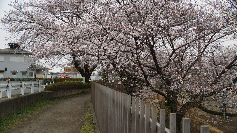 下溝古山公園（相模原市南区下溝）