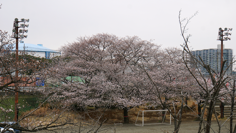 下溝古山公園（相模原市南区下溝）