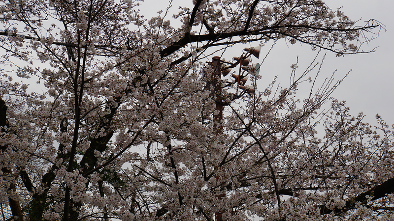 下溝古山公園（相模原市南区下溝）