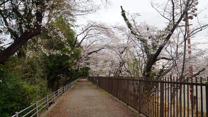 下溝古山公園（相模原市南区下溝）