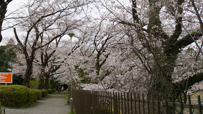 下溝古山公園（相模原市南区下溝）