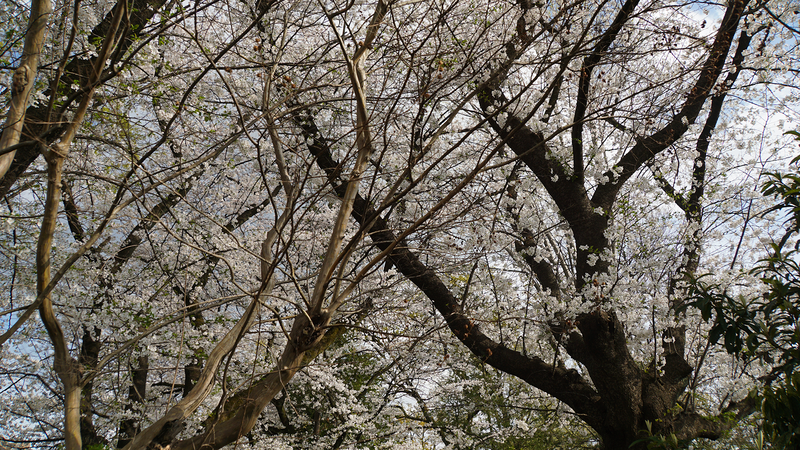 林間公園（相模原市南区東林間）