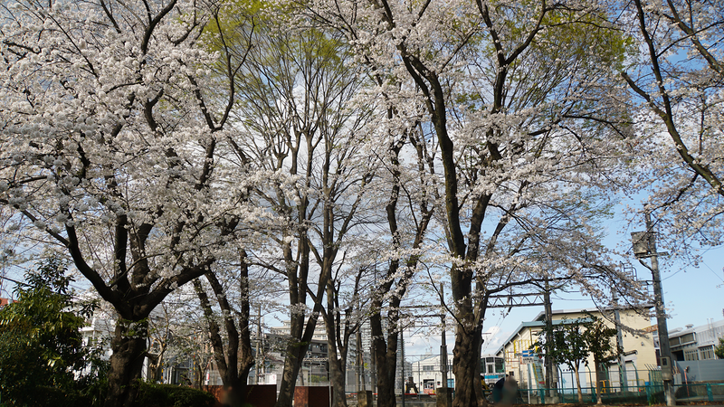 林間公園（相模原市南区東林間）