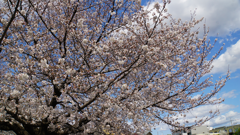南台公園（相模原市南区南台）