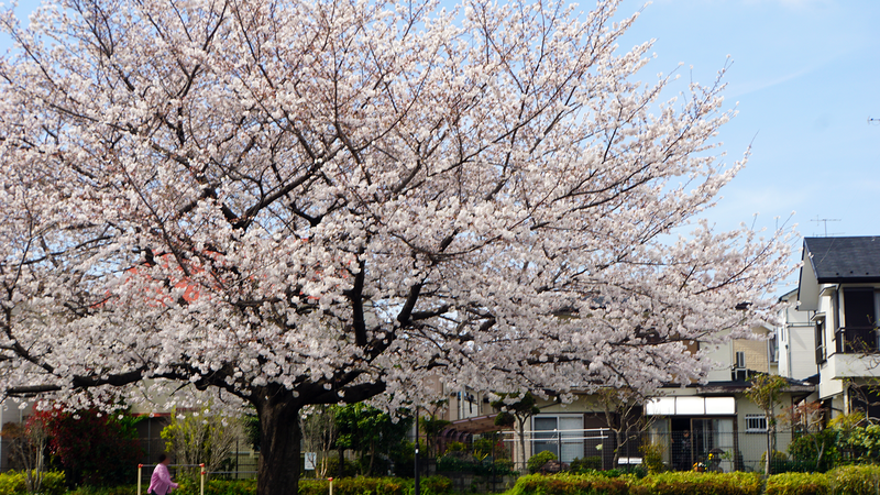 南台公園（相模原市南区南台）