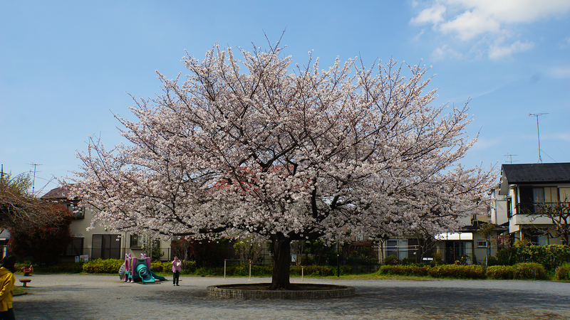 南台公園（相模原市南区南台）